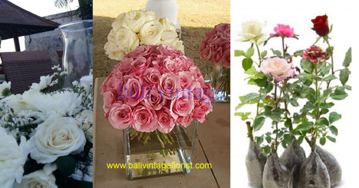 Cara-menanam-dan-merawat-bunga-mawar