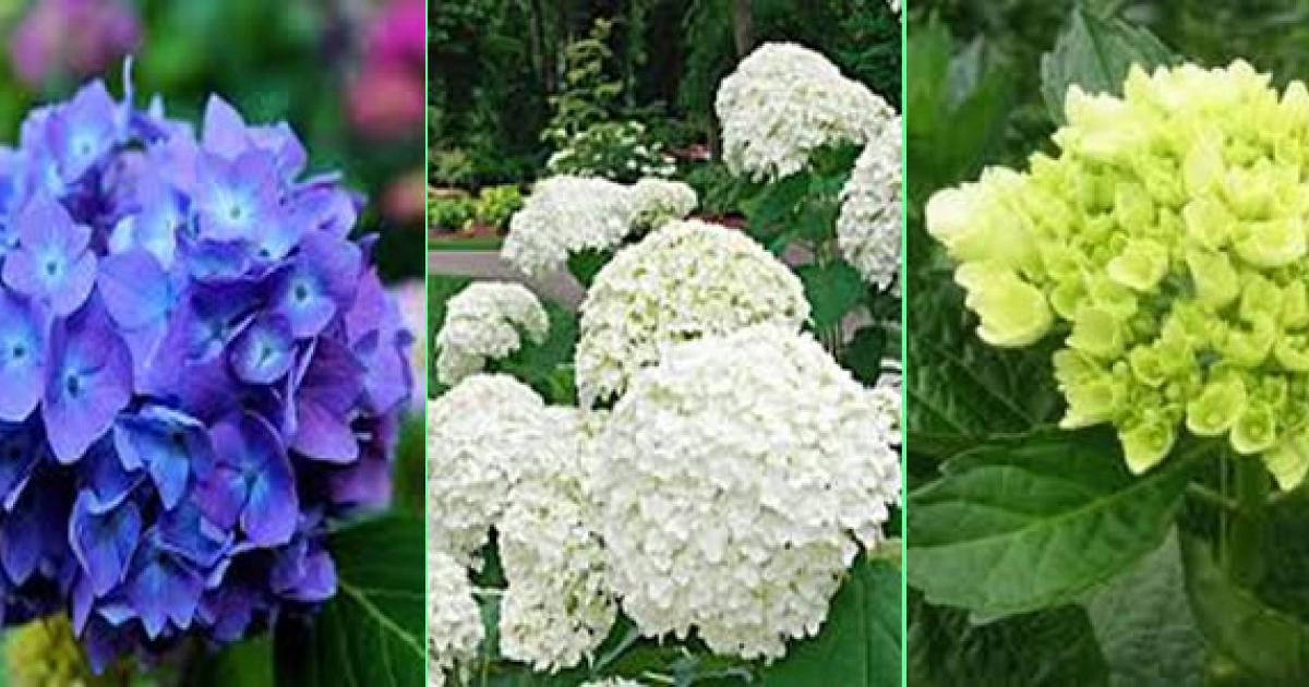 Hydrangea