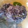 Light Purple Hydrangea 