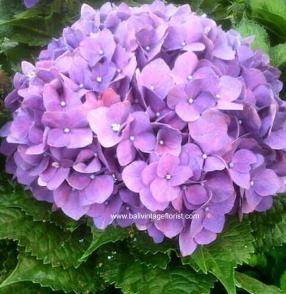 Purple hydrangea 